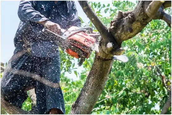 tree services Hayesville